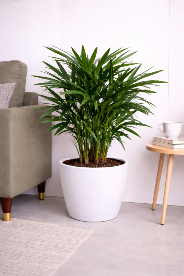Rhapis Palm Plant