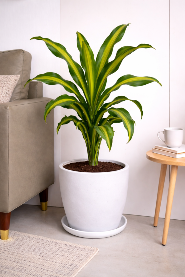 Dracaena Plant