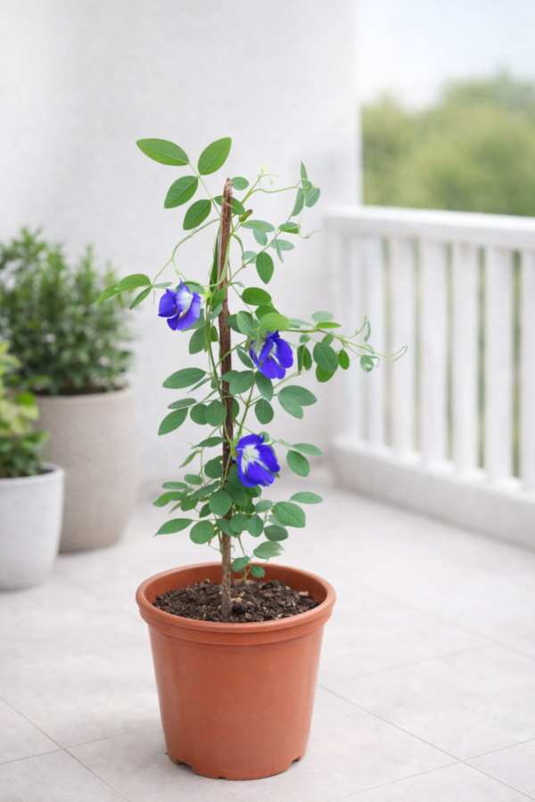 Aparajita Plant
