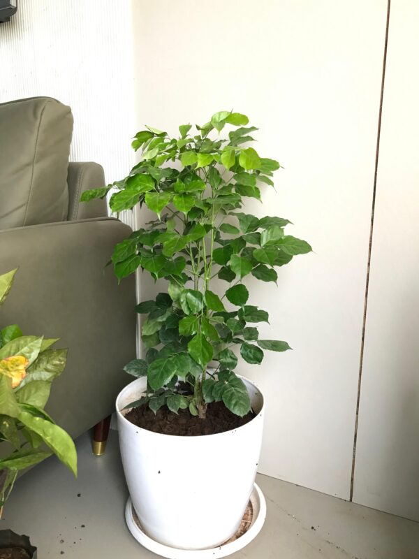 China Doll Plant
