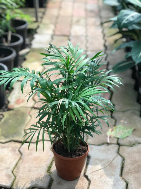 Table Palm