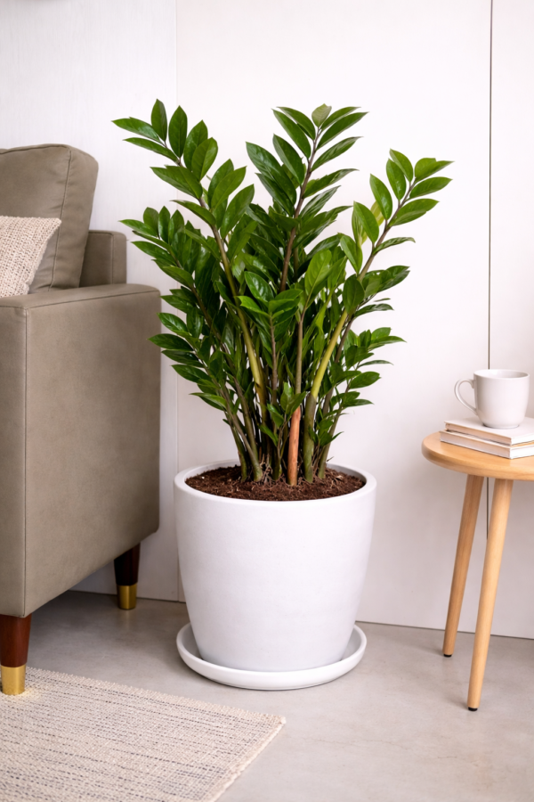 Green ZZ Plant