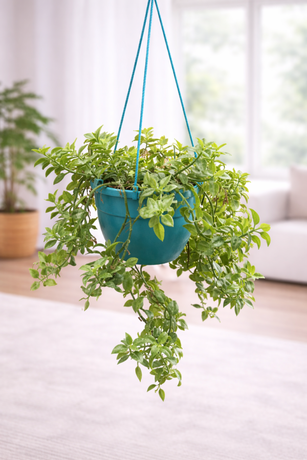 Turtle Vine