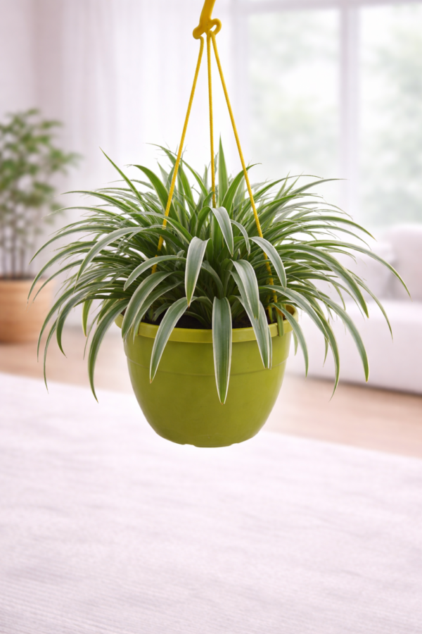 Spider Plant