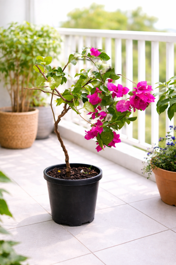 Bougainvillea Pink
