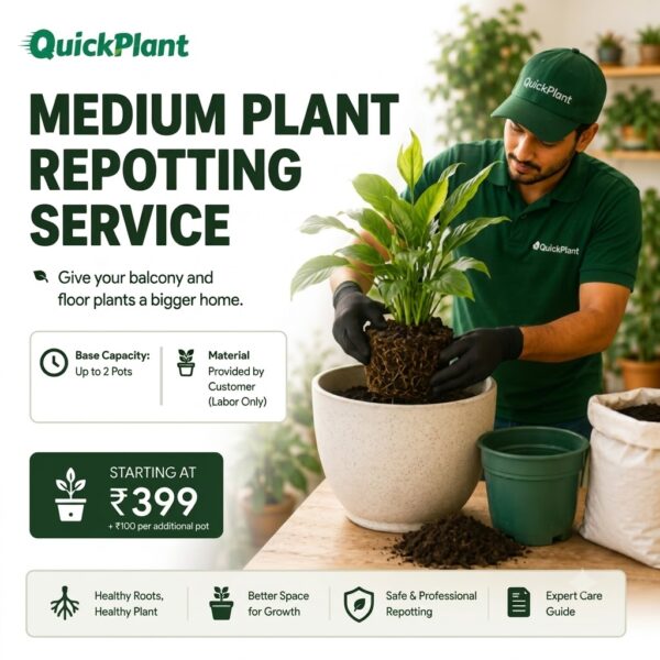Floor Plant Repotting