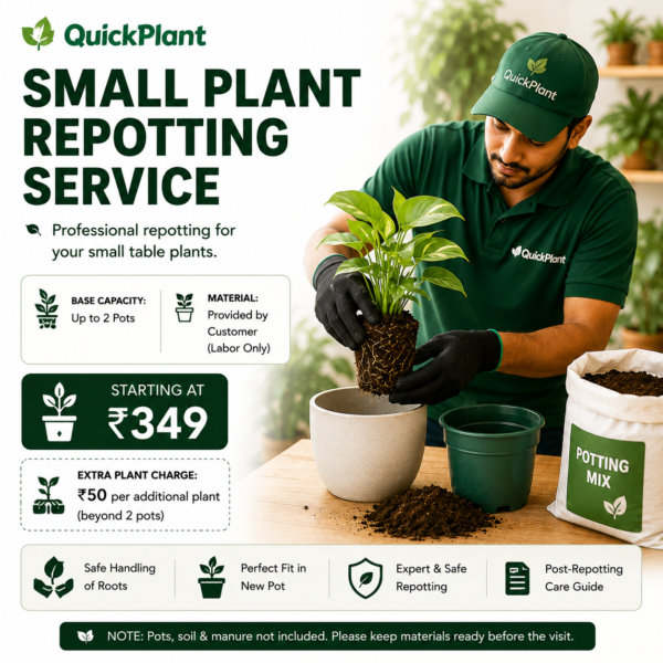 Table Plant Repotting