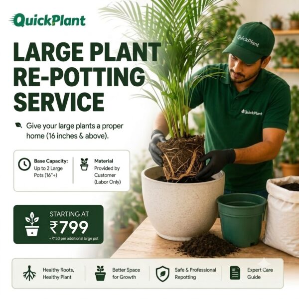 Large Plant Repotting