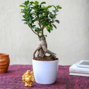 Ficus Bonsai
