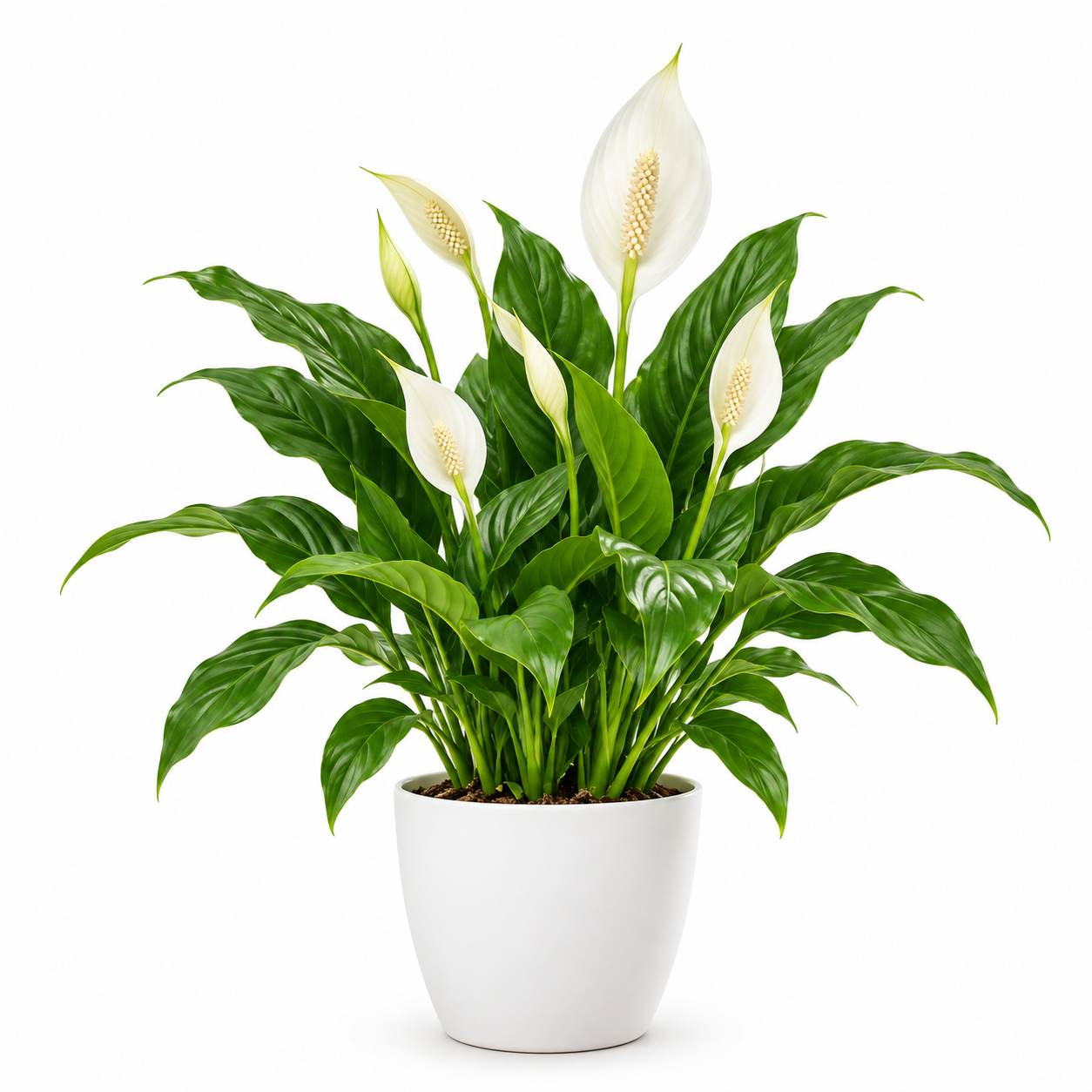 Healthy peace lily plant